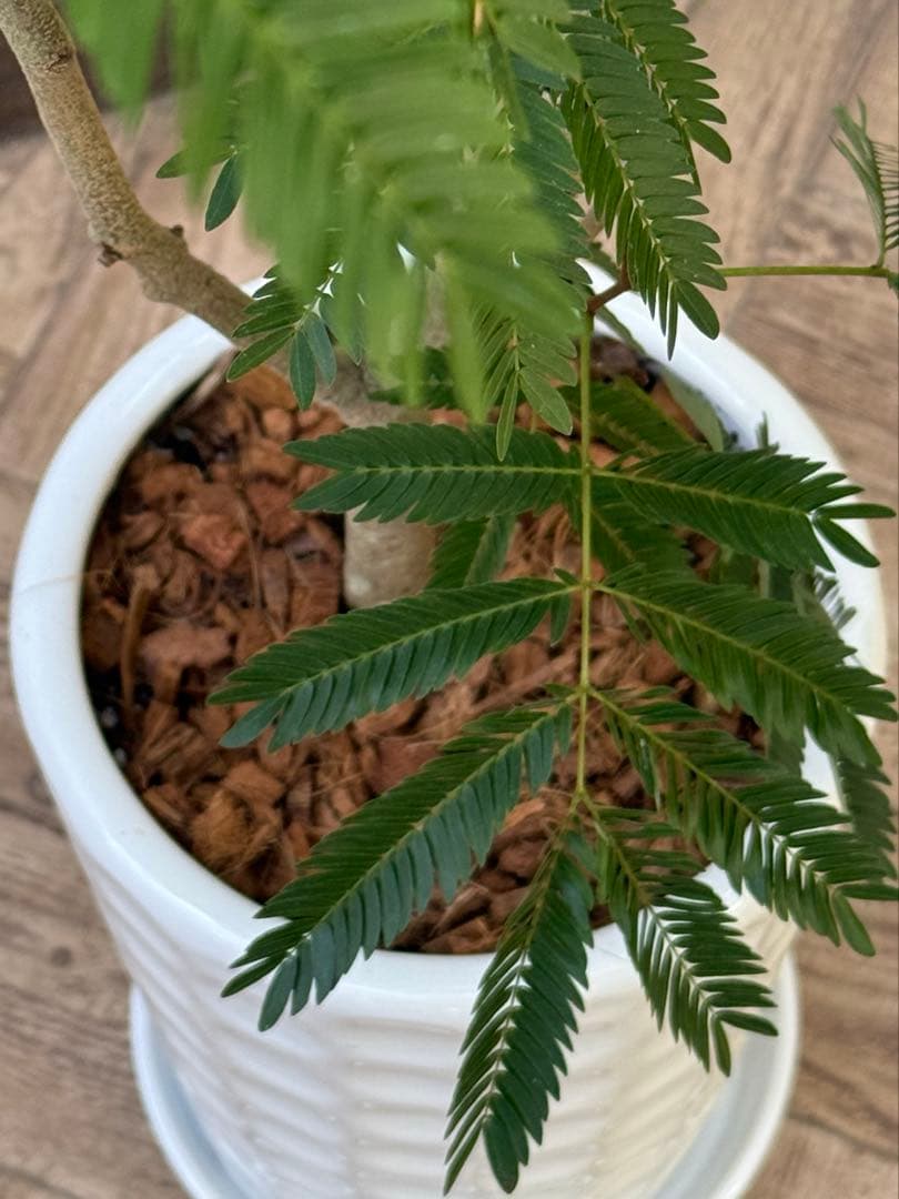 エバーフレッシュ♪ 112cm ホワイト陶器♪