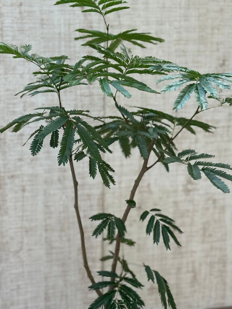 エバーフレッシュ♪ 112cm ホワイト陶器♪