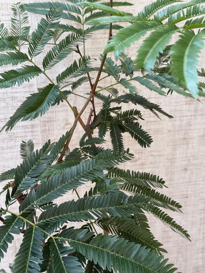 エバーフレッシュ♪ 112cm ホワイト陶器♪