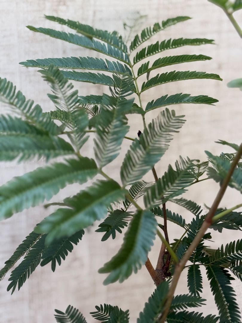 エバーフレッシュ♪ 112cm ホワイト陶器♪