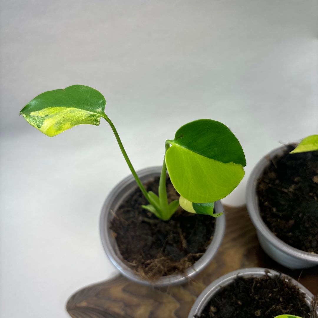 に*y様 5株セットms84【特別選抜 デリシオーサ イエローマリリンモンステラ