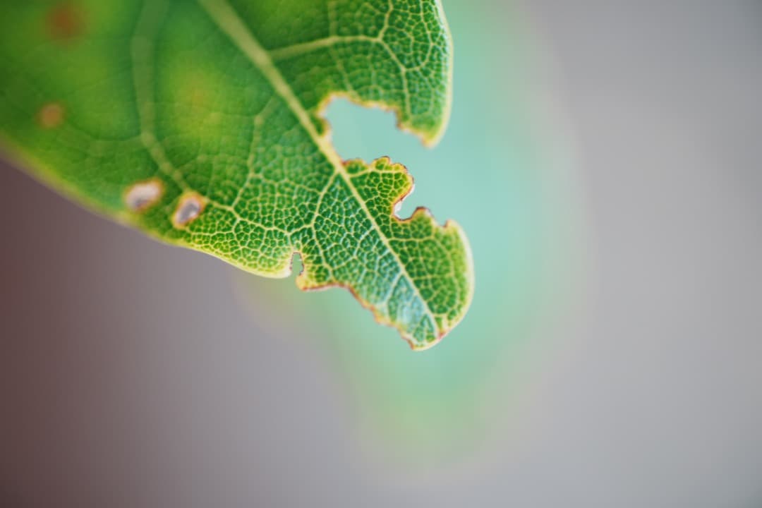 極美品 AF Ai Micor-Nikkor 60mm F2.8D 460