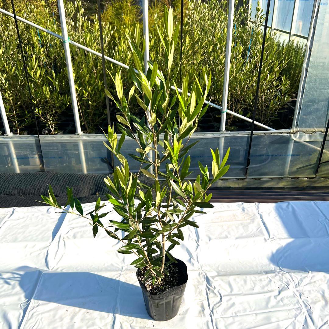 【あずき。プロフご覧ください。】ひなかぜ　4本セット