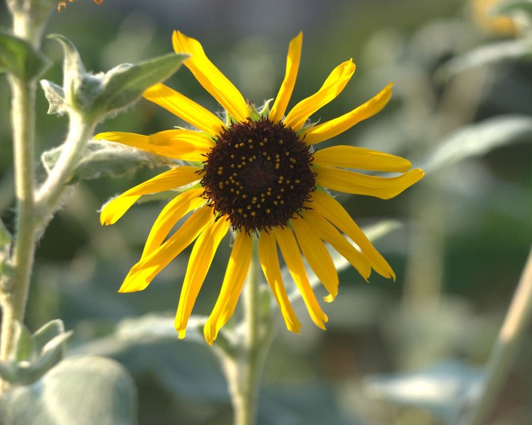 東京光学　Toko 3.5 7.5cm トリプレットの銘レンズ❗️