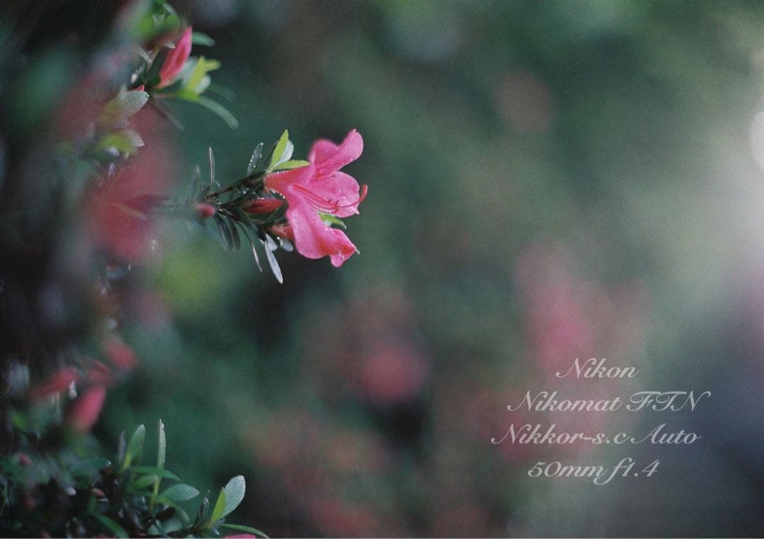 ニコン FTN &ニッコール f1.4★完動品！動作確認済＊返品保証付＊作例多数