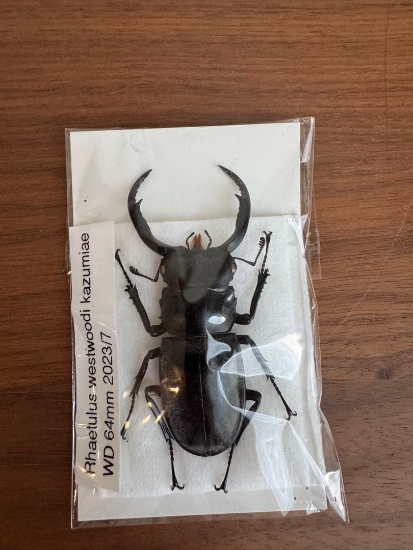 わ*木様 ウエストウッディオオシカクワガタ　標本