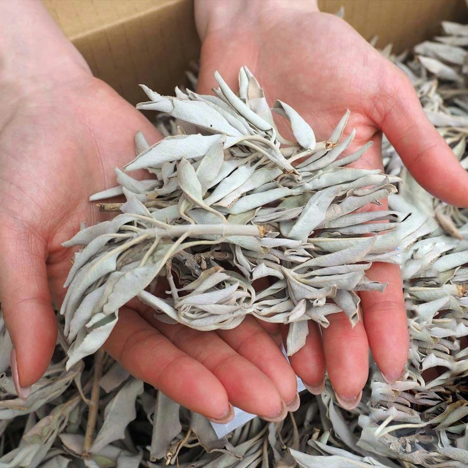 ★特選再入荷★無農薬カリフォルニア産【箱配送1kg高品質ホワイトセージ】❤️