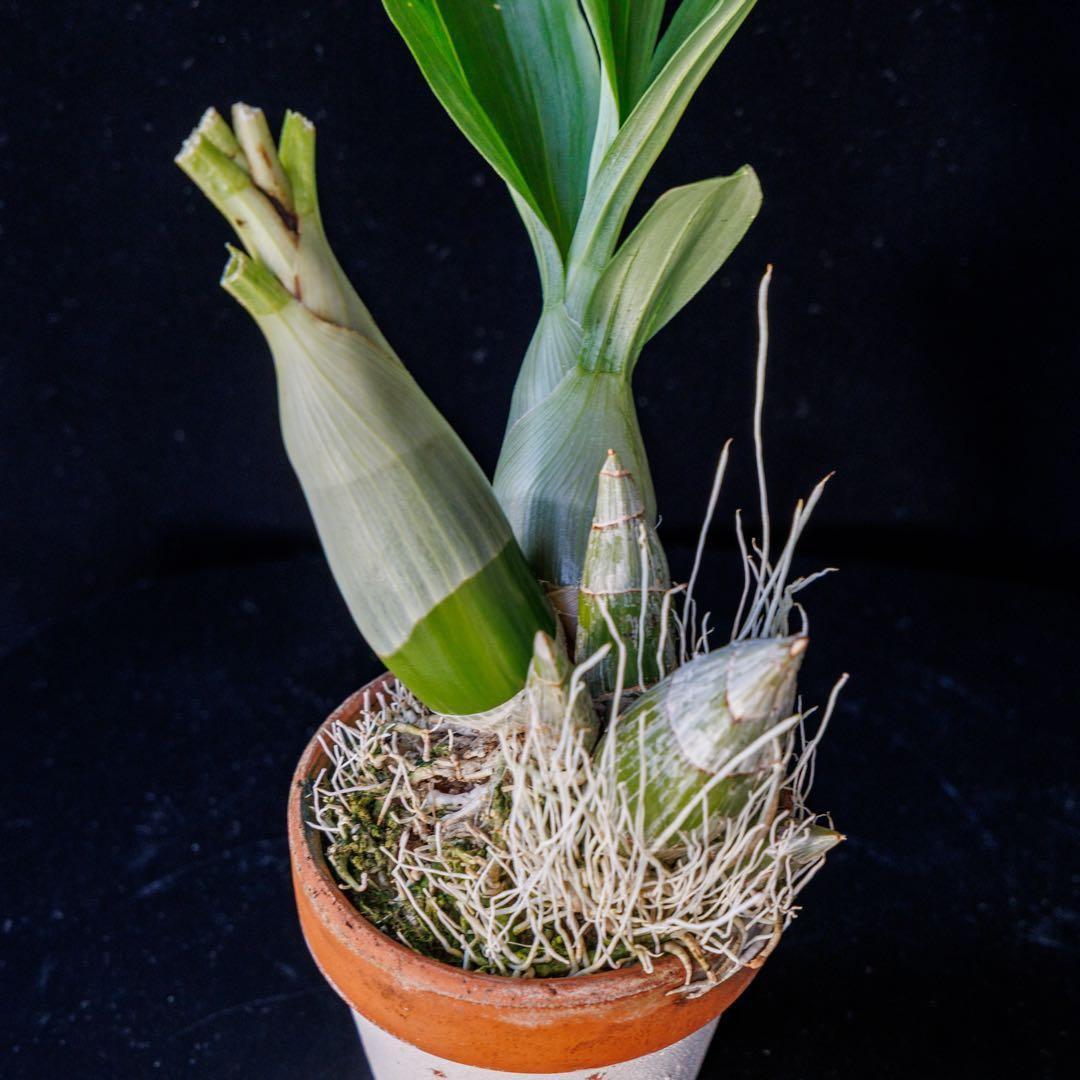 SVO 実生 グリーン系 タケノコ蘭 カタセタム Clowesetum