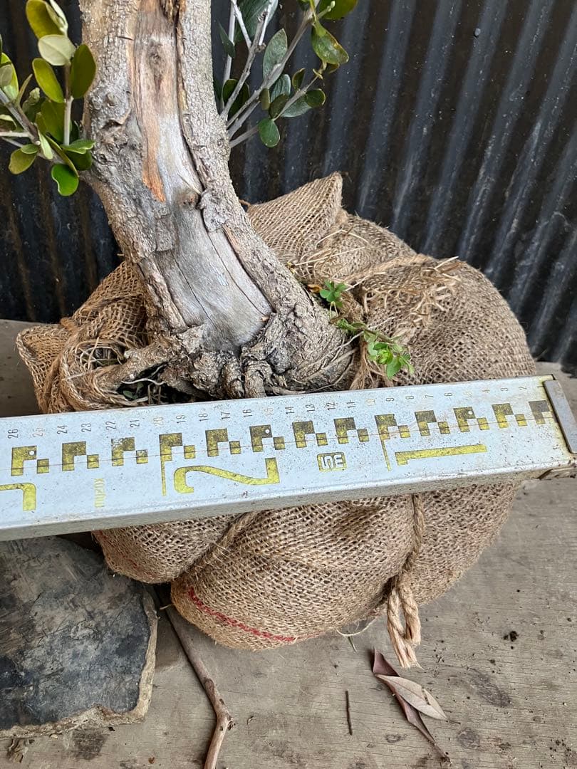 古木　オリーブの木　ルッカ