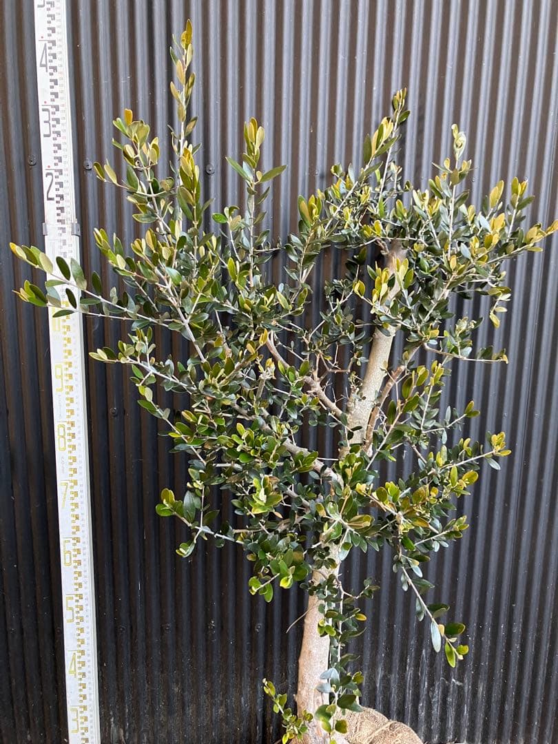 古木　オリーブの木　ルッカ