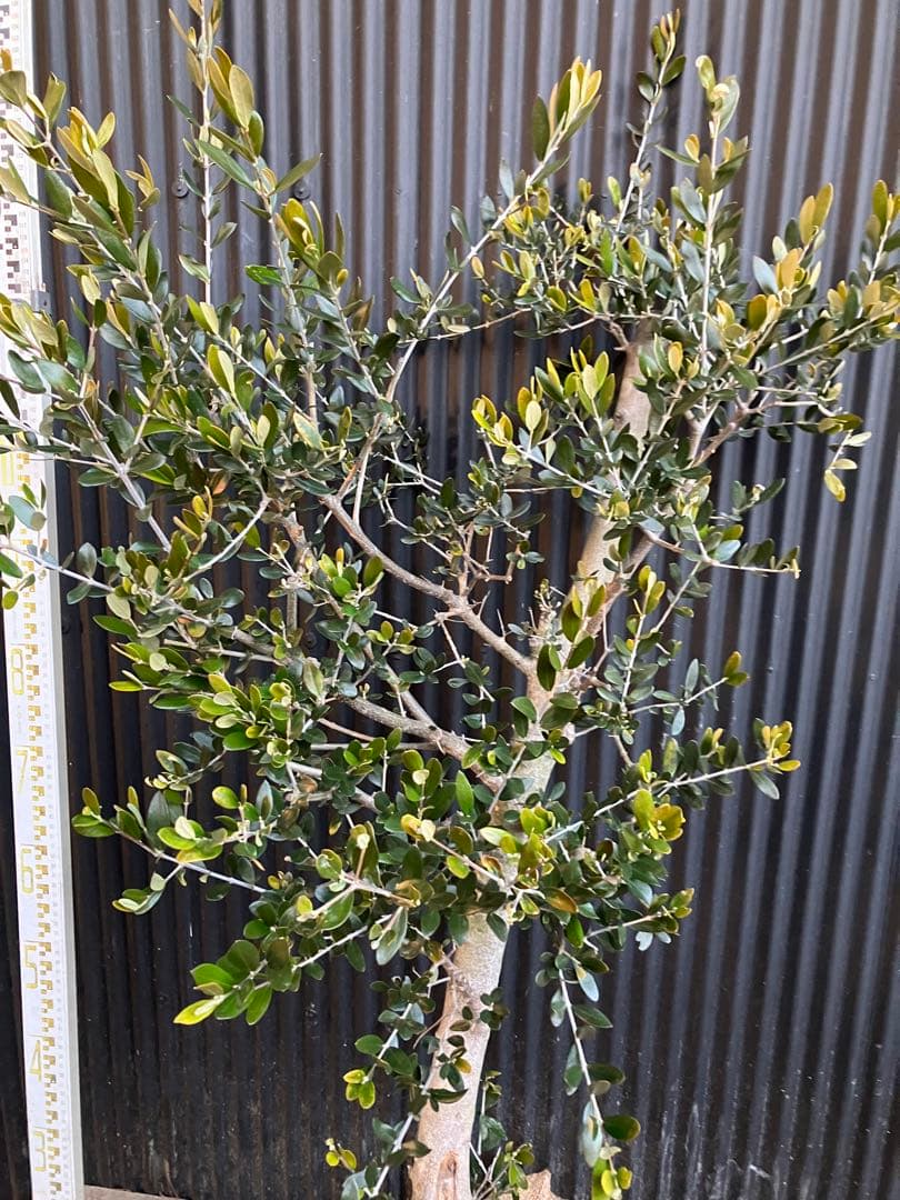 古木　オリーブの木　ルッカ