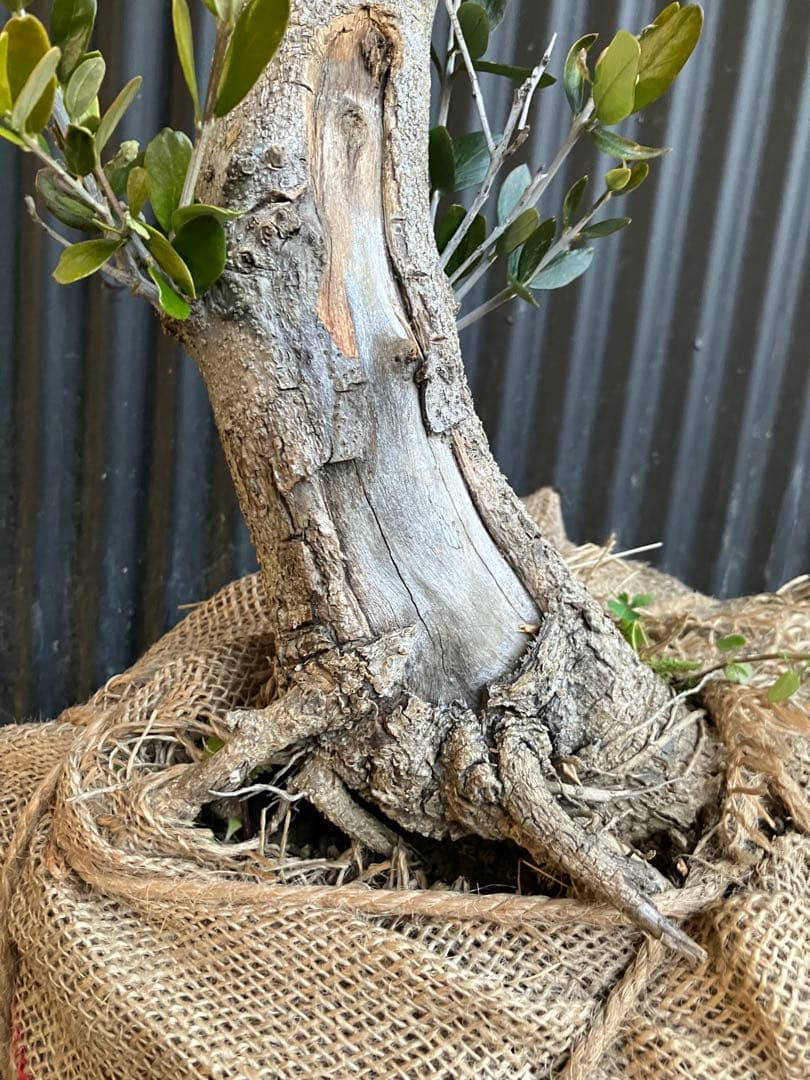 古木　オリーブの木　ルッカ