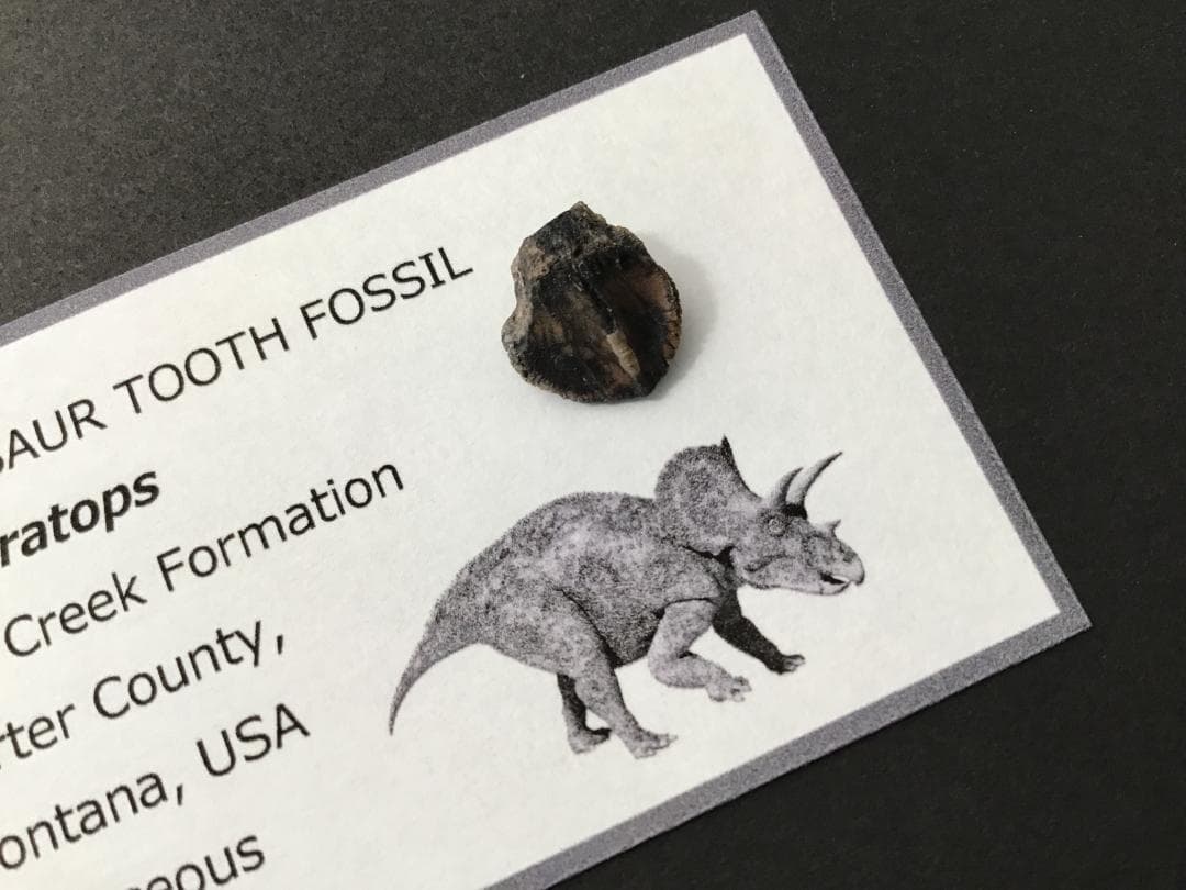 化石 トリケラトプス 歯 [TR100] 恐竜の歯 恐竜の化石