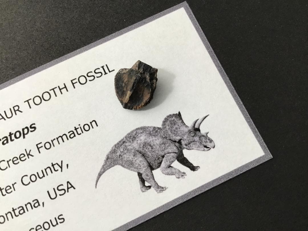 化石 トリケラトプス 歯 [TR100] 恐竜の歯 恐竜の化石