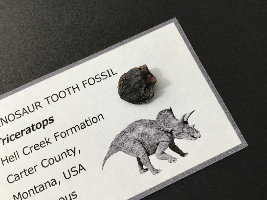 化石 トリケラトプス 歯 [TR100] 恐竜の歯 恐竜の化石