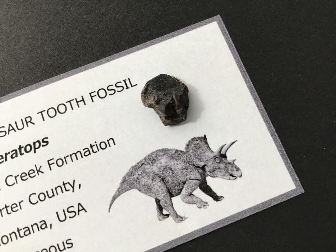 化石 トリケラトプス 歯 [TR100] 恐竜の歯 恐竜の化石