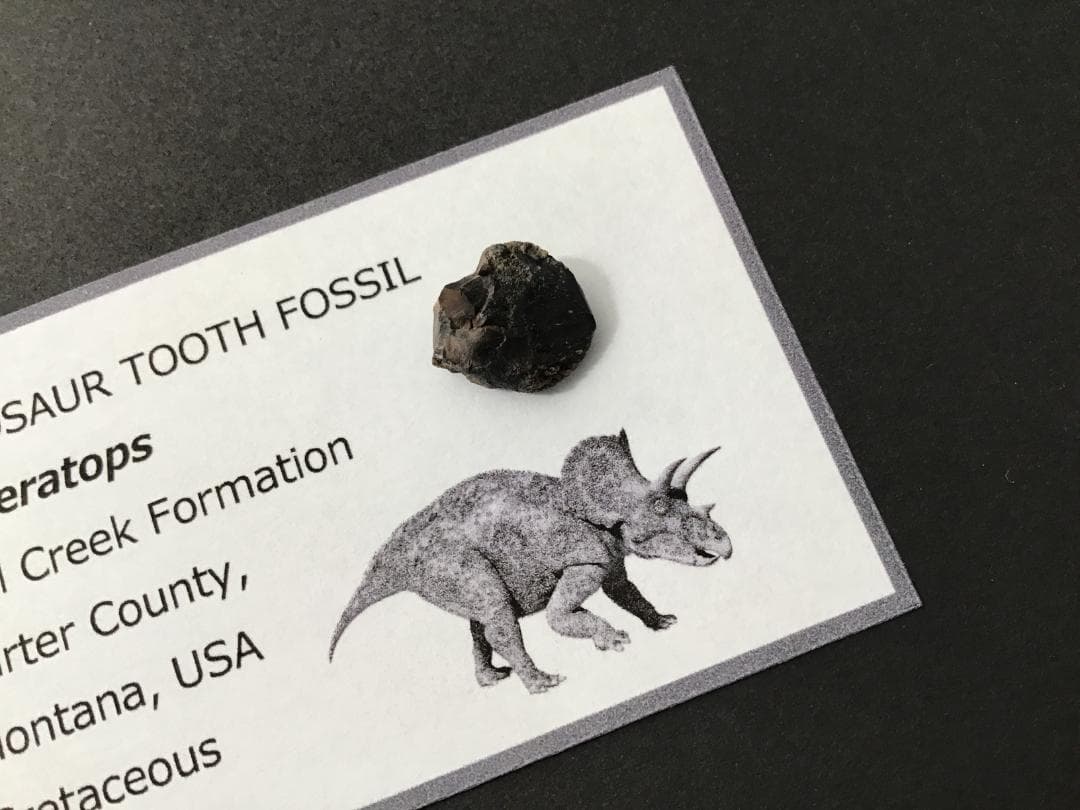 化石 トリケラトプス 歯 [TR100] 恐竜の歯 恐竜の化石