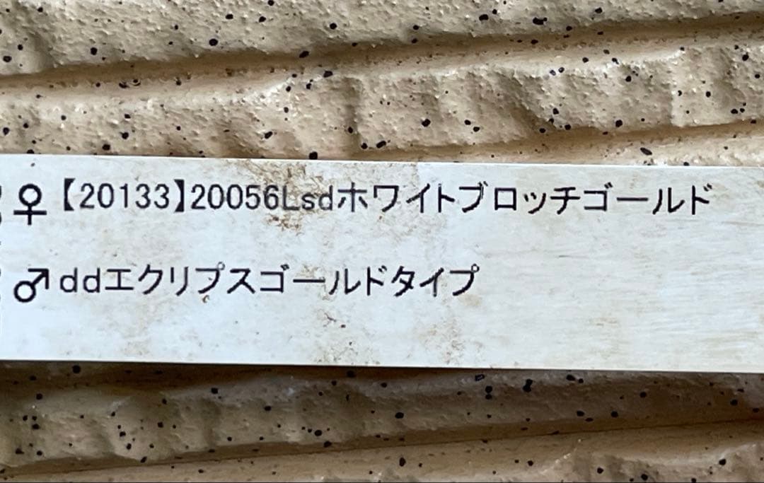 クリスマスローズ苗　⭐️157 sdホワイトブロッチ✖️ddエクリプスゴールドタイプ