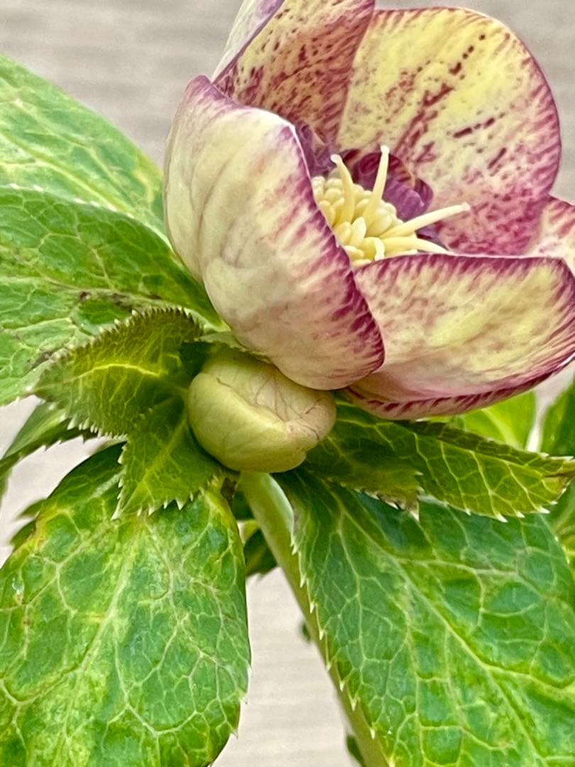 クリスマスローズ苗　⭐️157 sdホワイトブロッチ✖️ddエクリプスゴールドタイプ