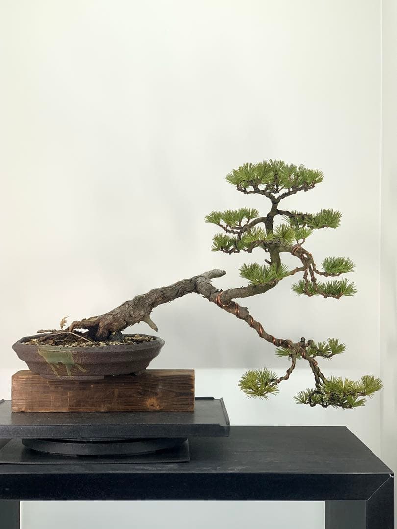 優美な枝振りの半懸崖五葉松　竜岳南蛮鉢（検索/文人　赤松　真柏　サバ幹　盆栽）