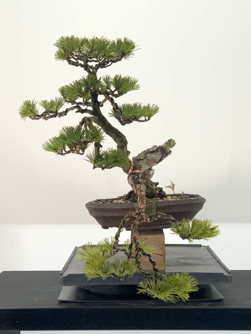 優美な枝振りの半懸崖五葉松　竜岳南蛮鉢（検索/文人　赤松　真柏　サバ幹　盆栽）