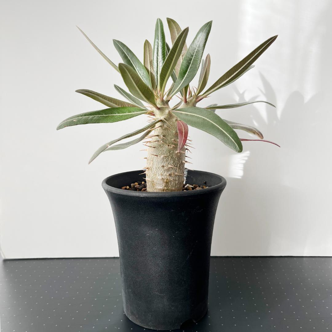 パキポディウム・グラキリス、恵比寿笑セット