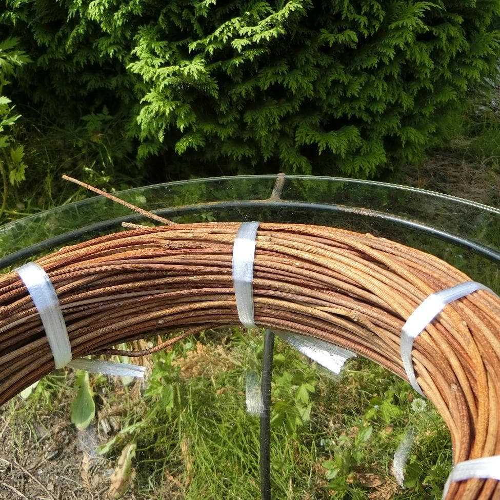 青森岩木山採取　あけび蔓　150cm～ 1kg