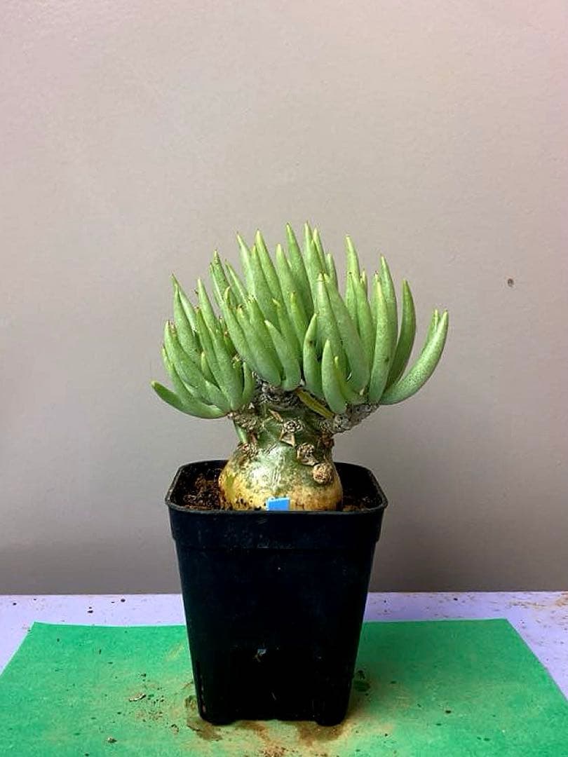 《2.5号OB》チレコドン ベアルソニー