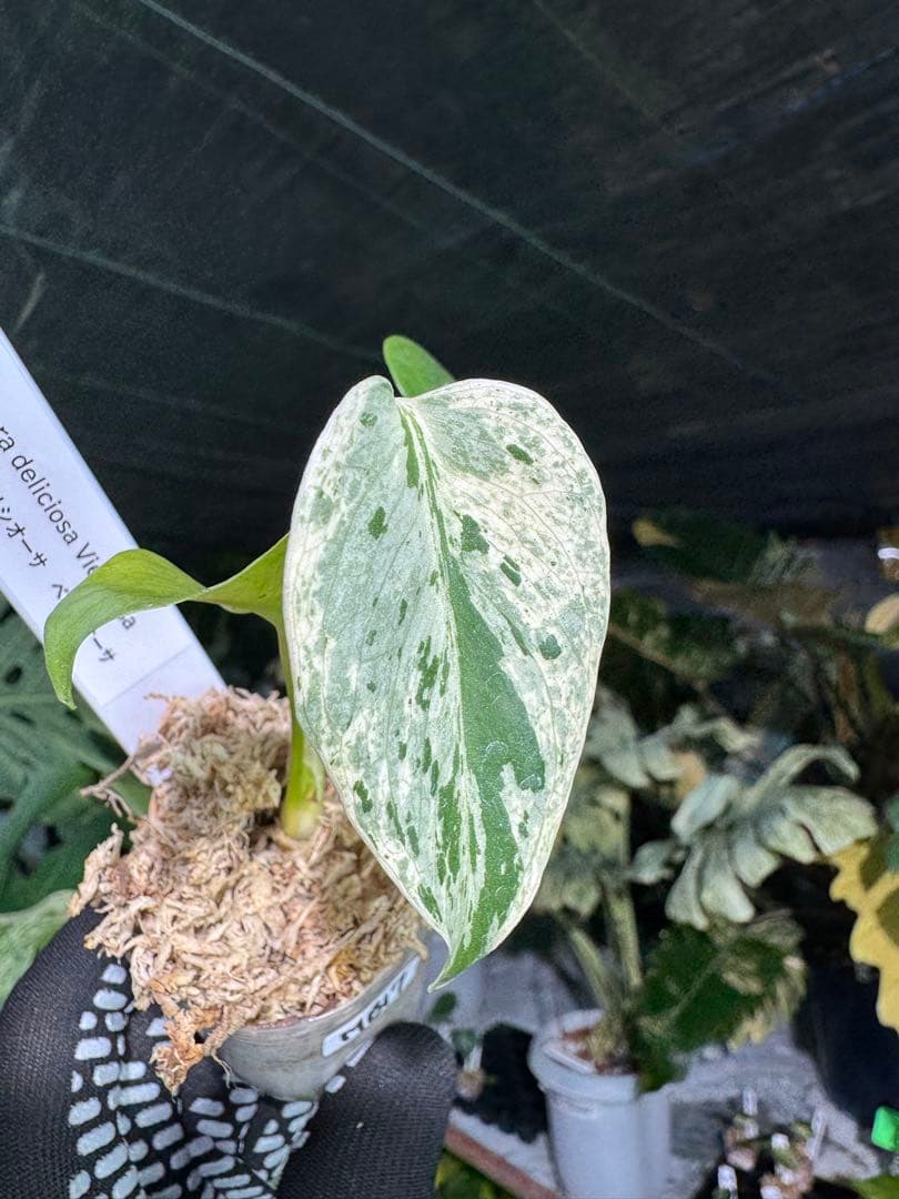 MB17モンステラ　デリシオーサ　ベトシオーサ　2寸ポリポット　ネコポス発送