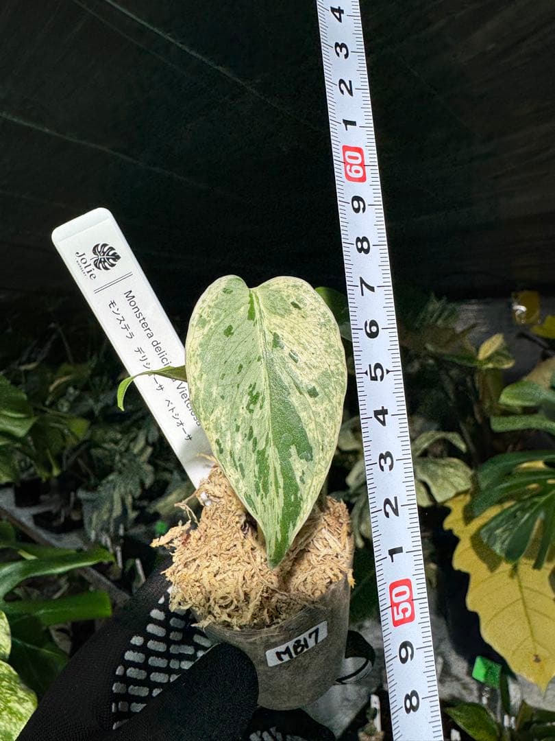 MB17モンステラ　デリシオーサ　ベトシオーサ　2寸ポリポット　ネコポス発送