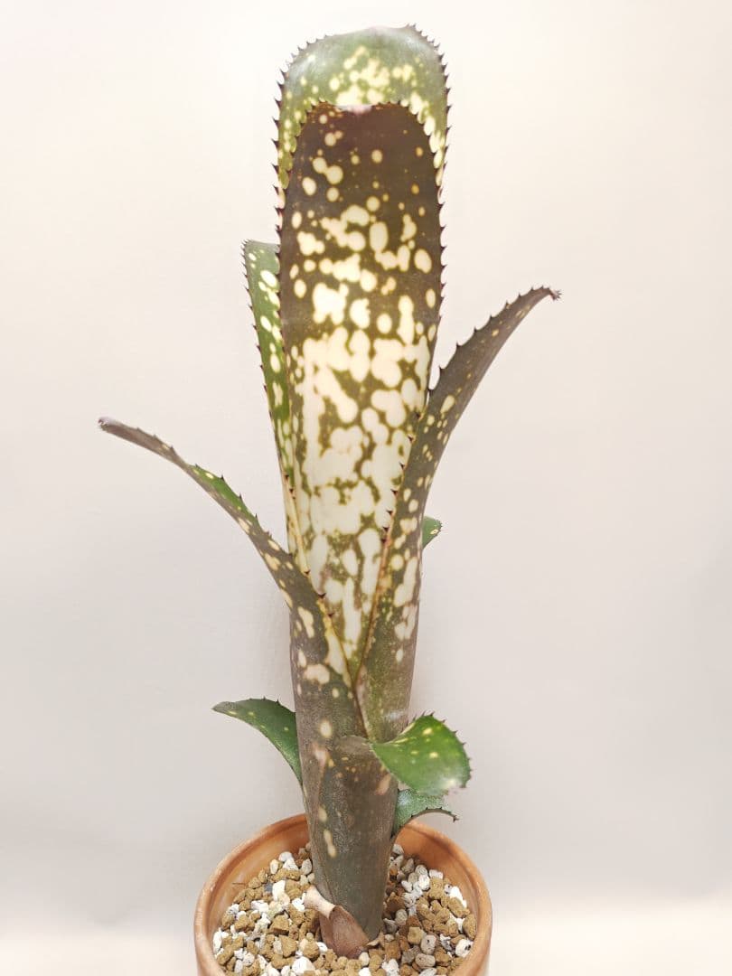 ビルベルギア　メリーモナーク