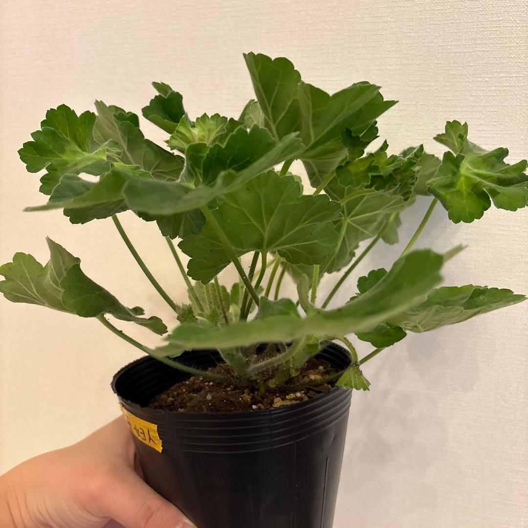 専用リンク　海外品種ゼラニウム　レア品種ゼラニウム　2年苗