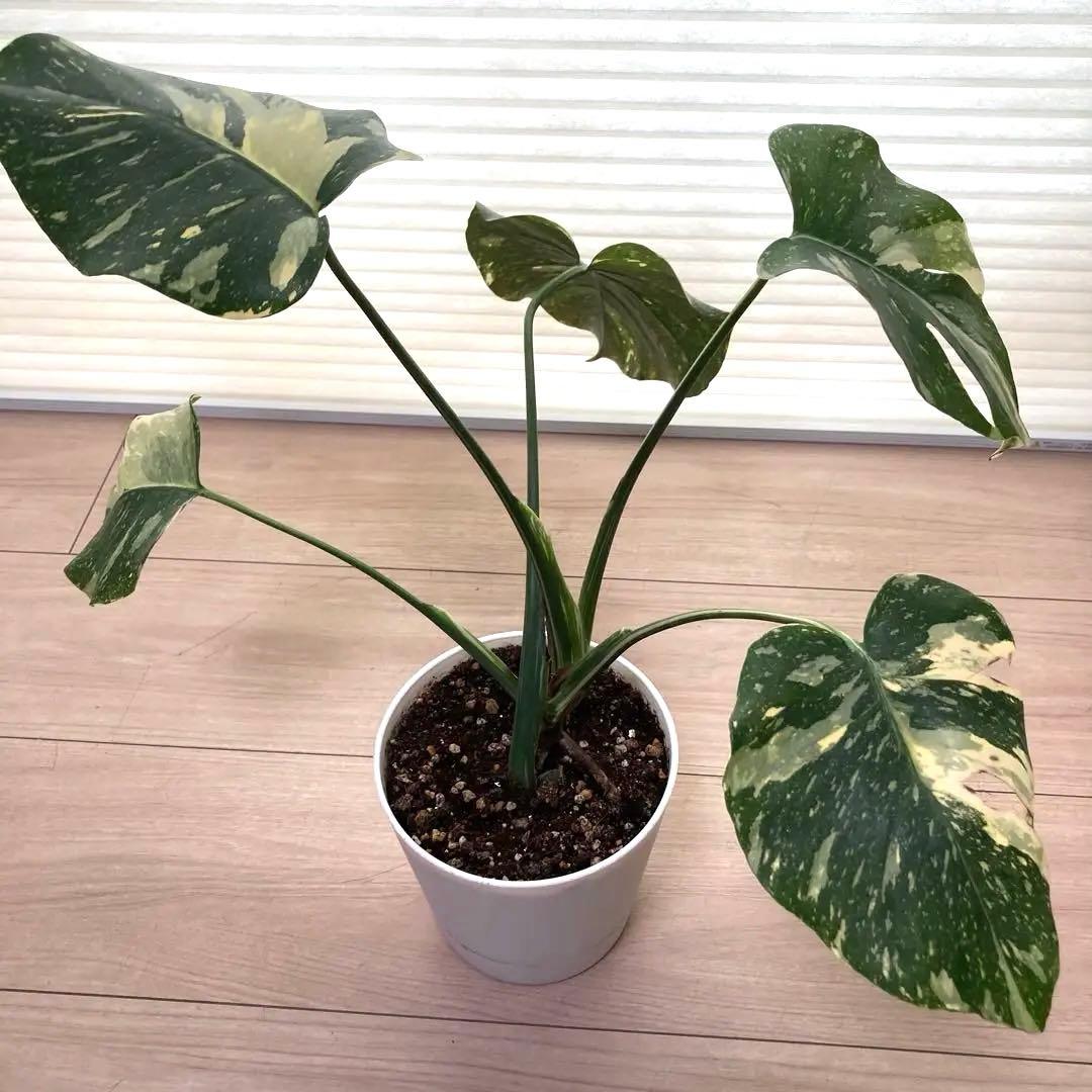 k*u様 鉢ごと発送【希少】モンステラ　デリシオーサ　レガシー★班入り▪️▪️