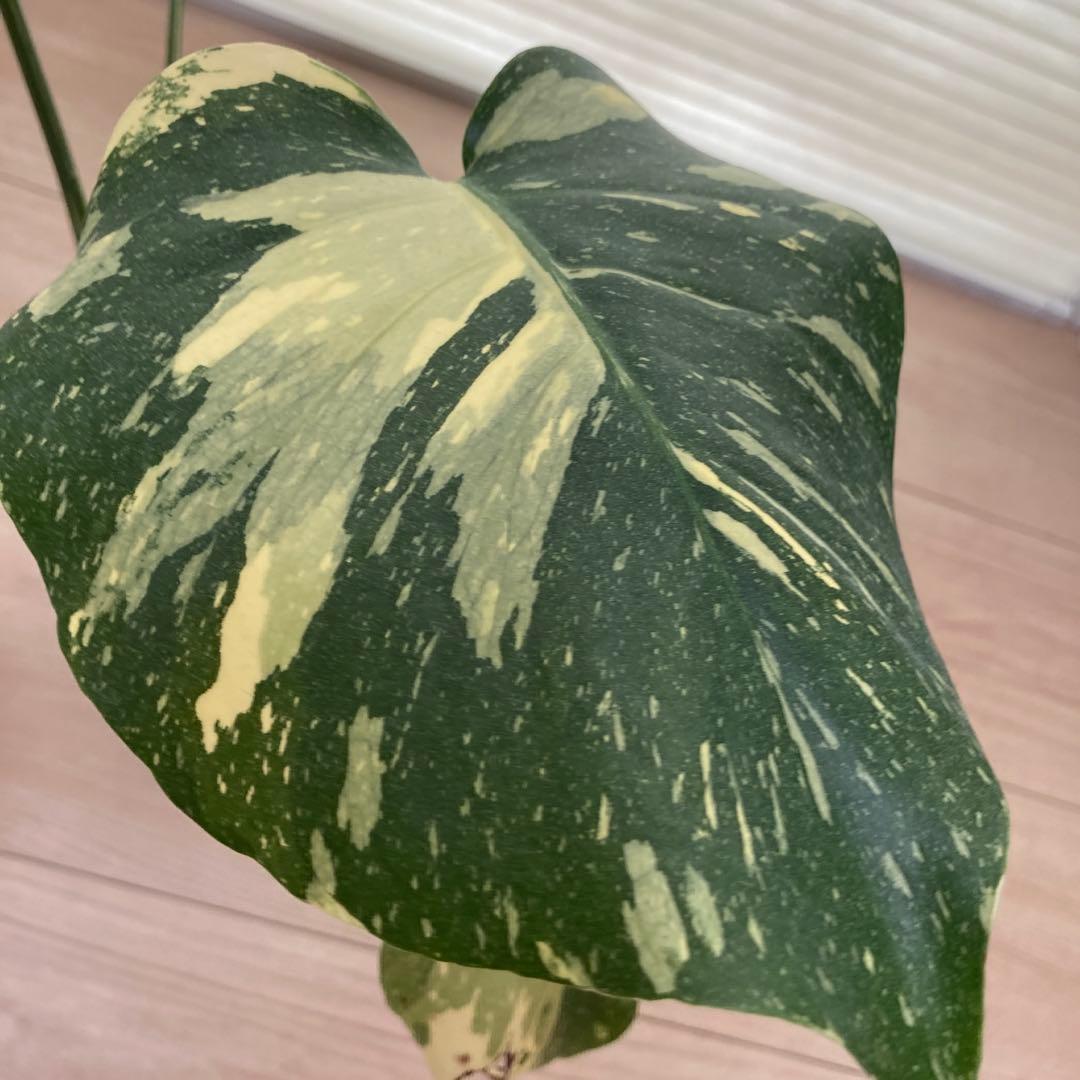 k*u様 鉢ごと発送【希少】モンステラ　デリシオーサ　レガシー★班入り▪️▪️
