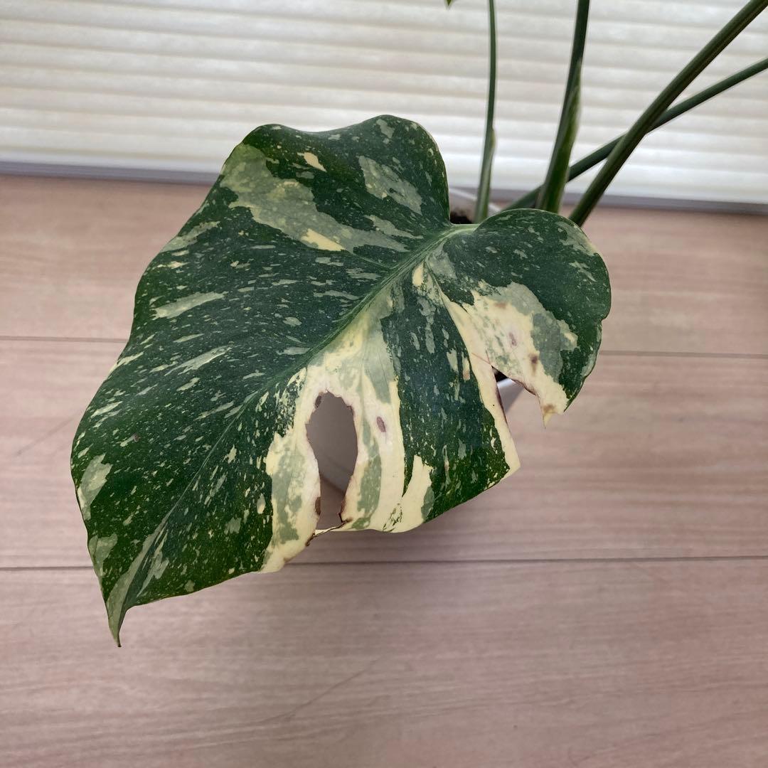 k*u様 鉢ごと発送【希少】モンステラ　デリシオーサ　レガシー★班入り▪️▪️