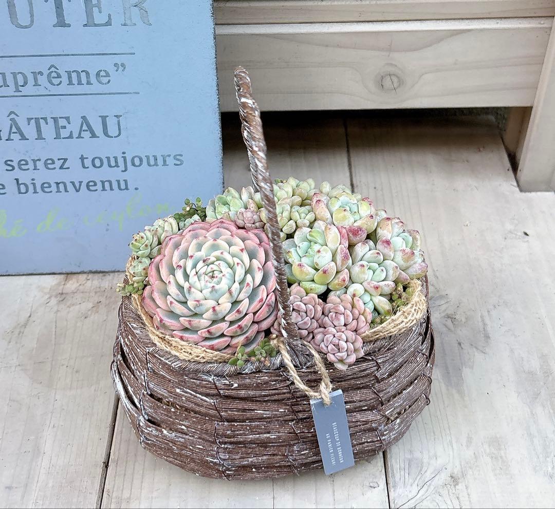 専用ページ　　多肉植物　寄せ植え　かご　·͜· ꕤ︎︎