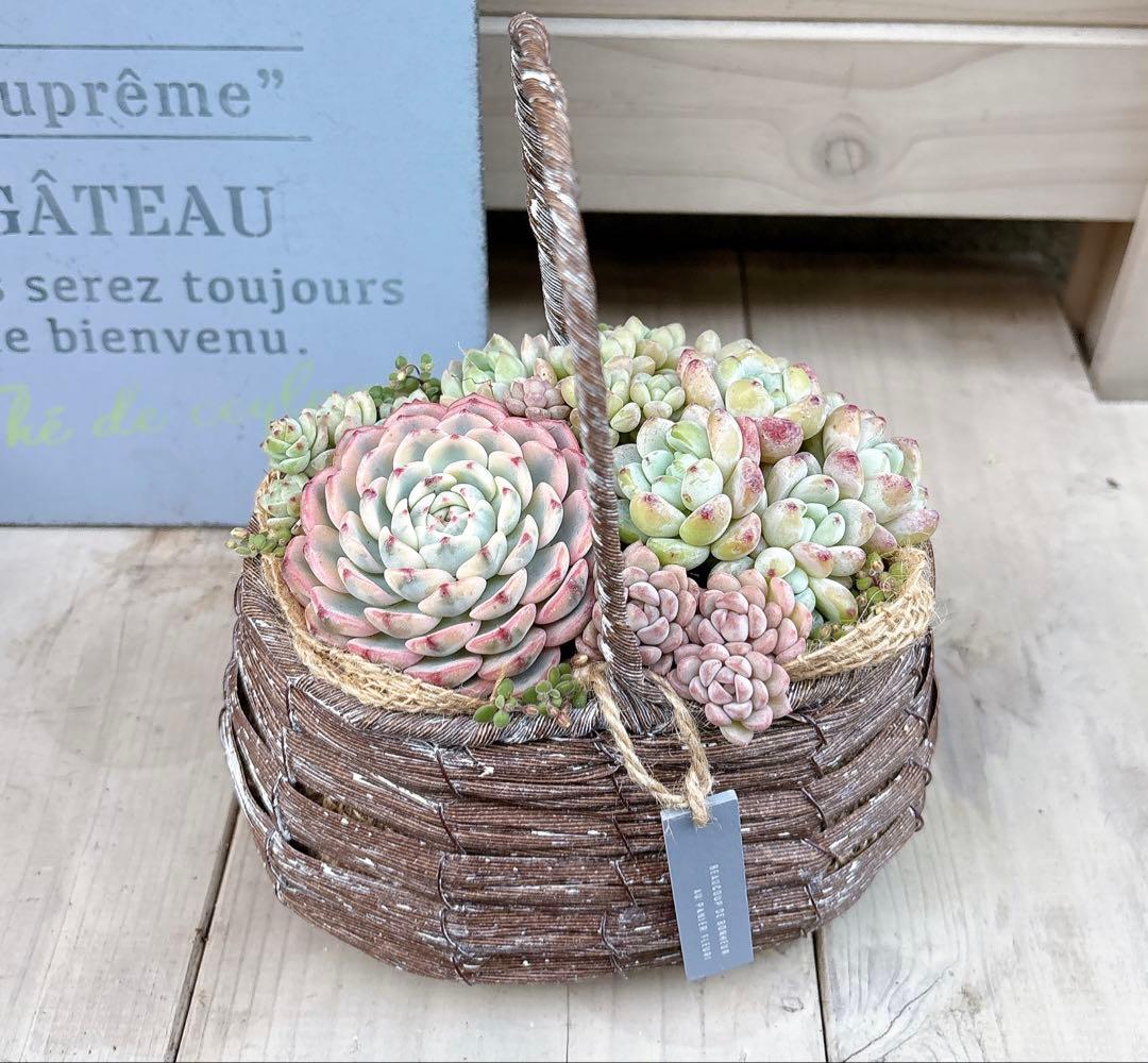 専用ページ　　多肉植物　寄せ植え　かご　·͜· ꕤ︎︎