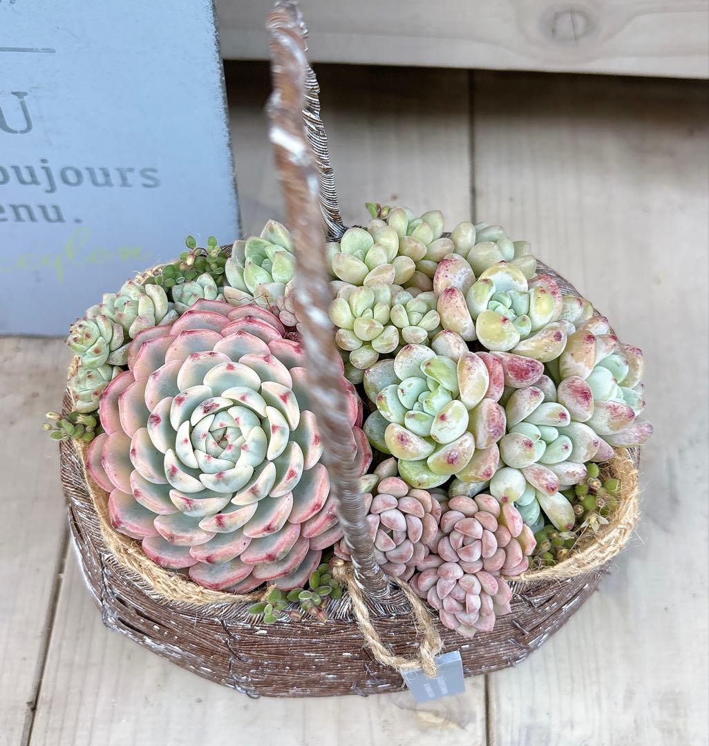 専用ページ　　多肉植物　寄せ植え　かご　·͜· ꕤ︎︎