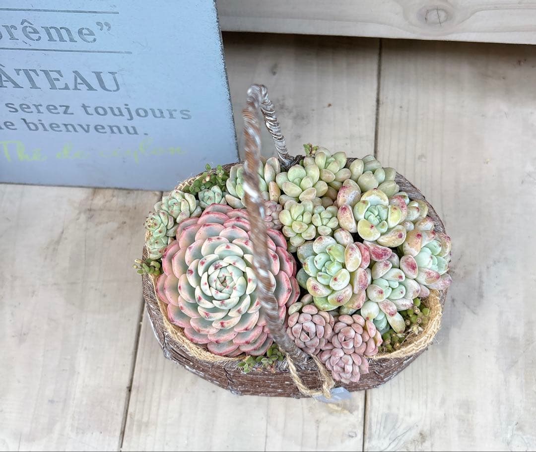 専用ページ　　多肉植物　寄せ植え　かご　·͜· ꕤ︎︎