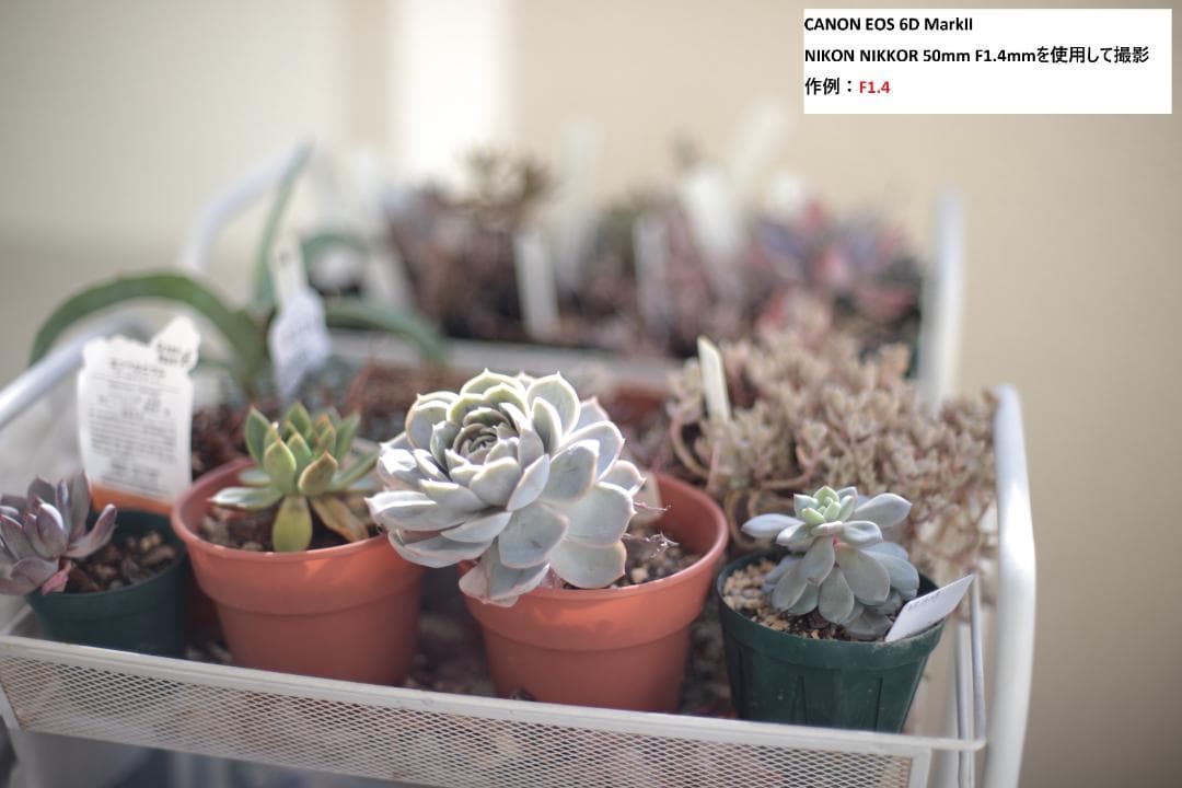 レンズ(単焦点) (Ai-s) Nikon NIKKOR 50mm F1.4mm