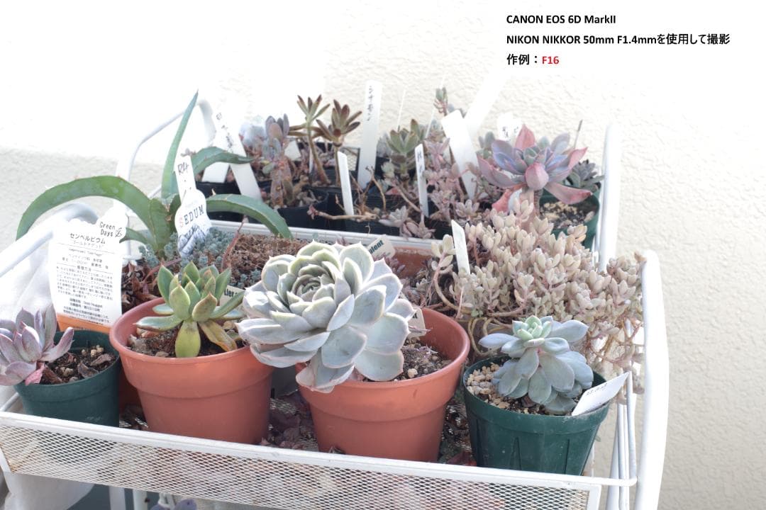 レンズ(単焦点) (Ai-s) Nikon NIKKOR 50mm F1.4mm