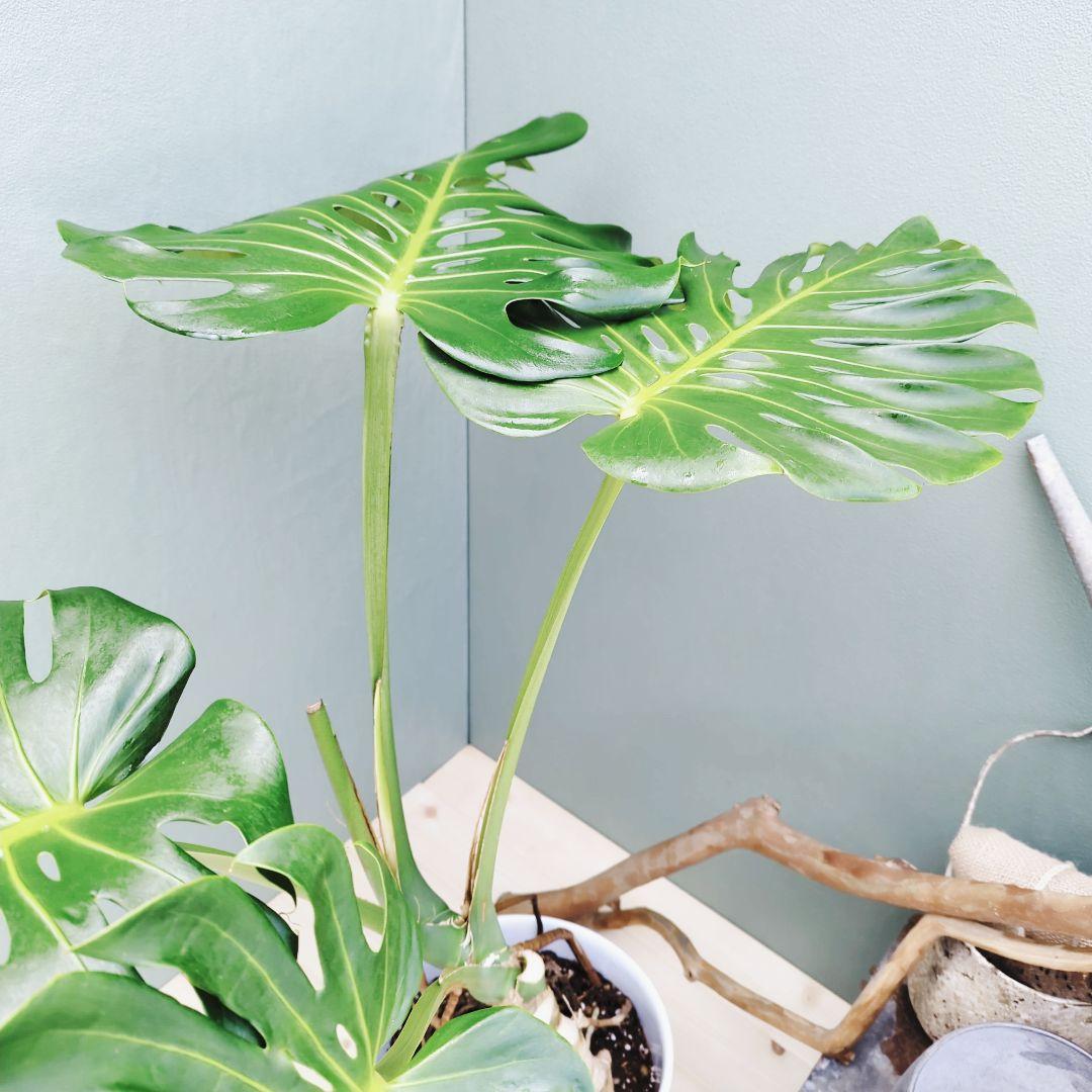 ＳＡＭ根上り モンステラ デリシオーサ (現品) 癒し空間８号