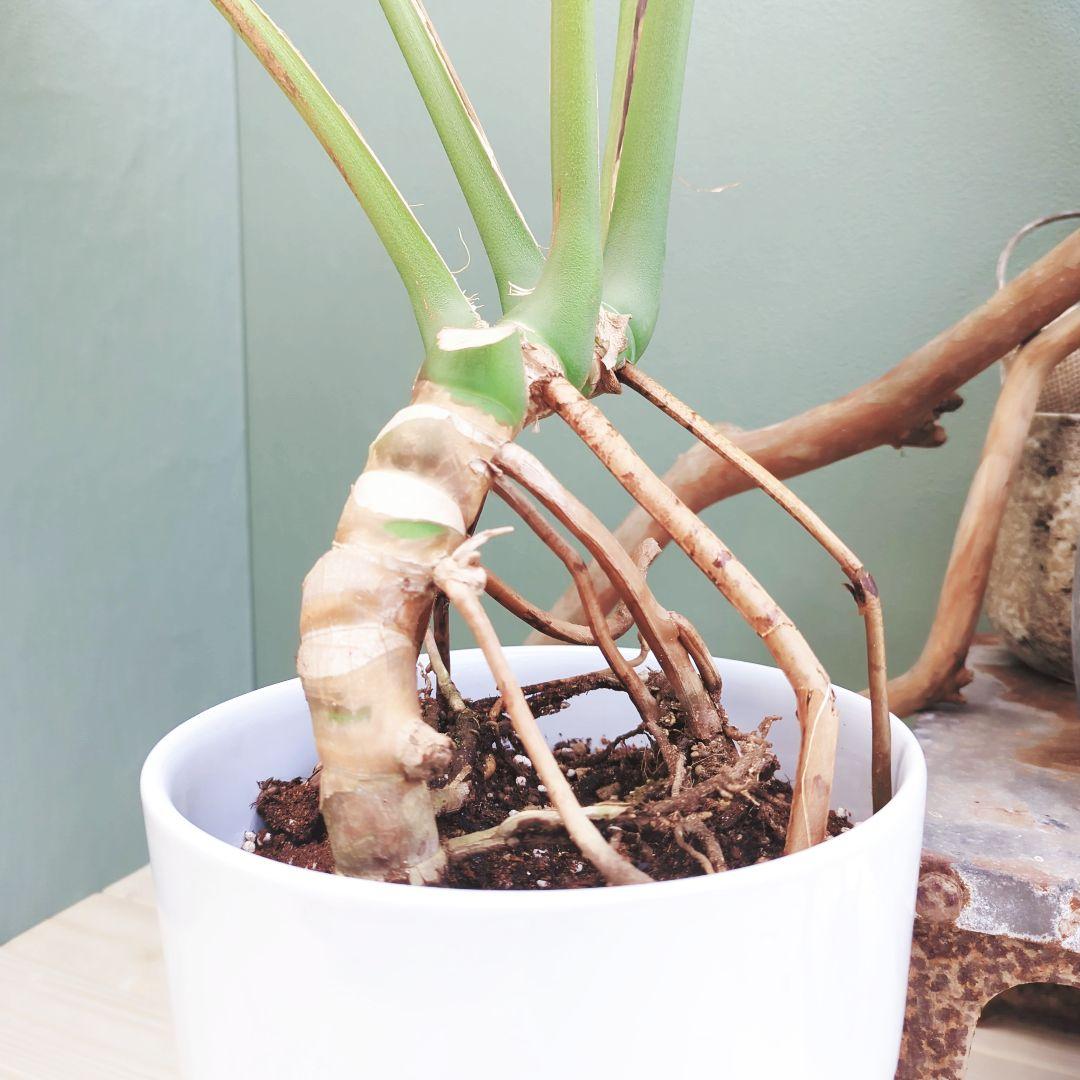 ＳＡＭ根上り モンステラ デリシオーサ (現品) 癒し空間８号