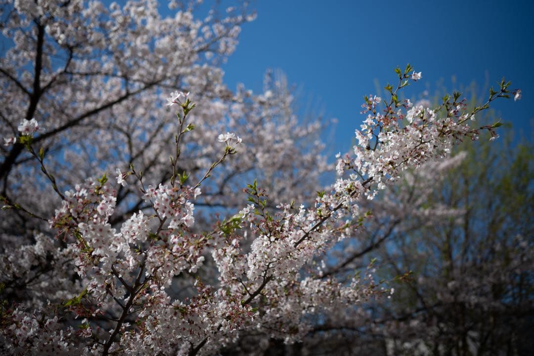 【ニコン】Nikkor Z 35mm f1.8 S