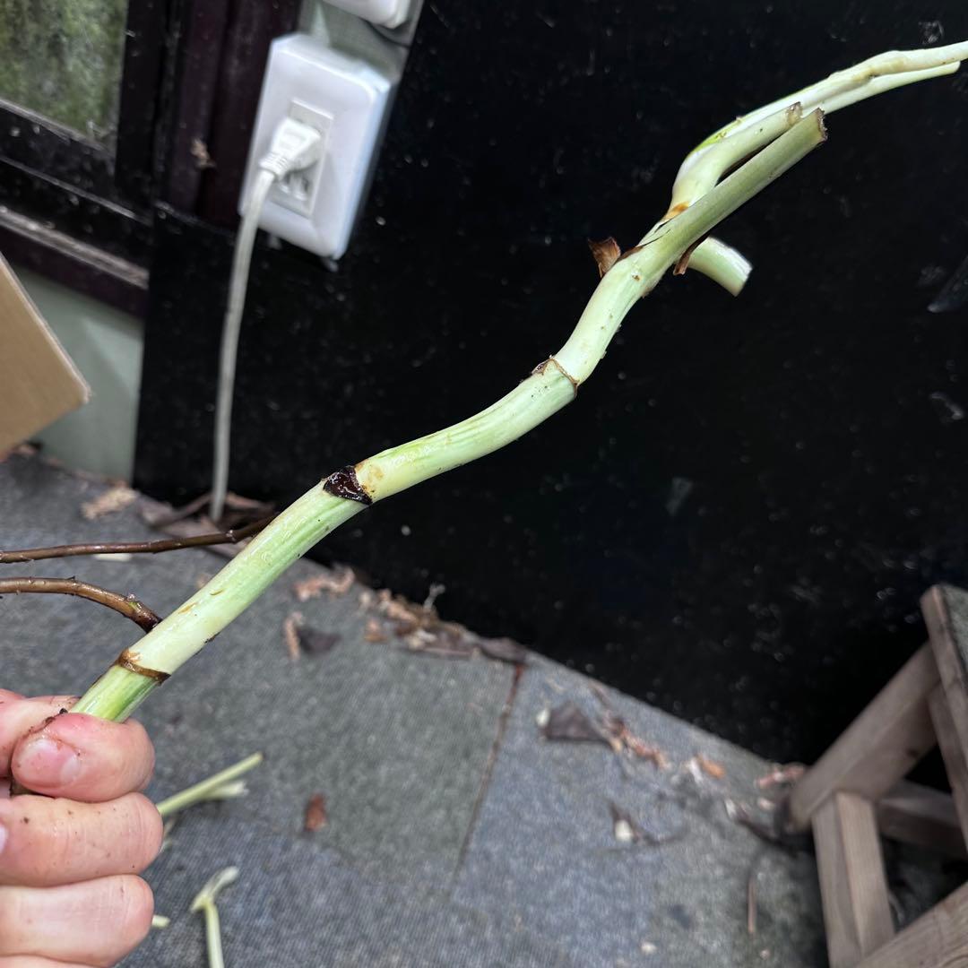 H*I様 斑入りモンステラホワイトタイガー茎4株おまとめ