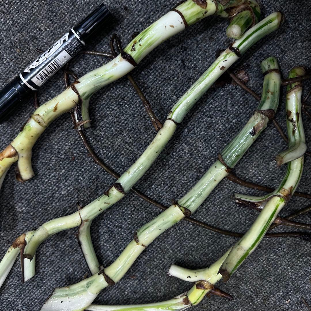 H*I様 斑入りモンステラホワイトタイガー茎4株おまとめ