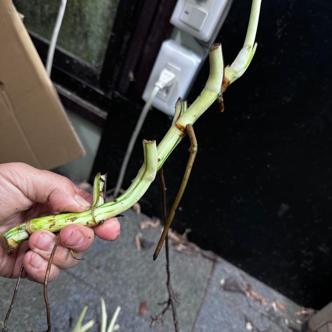 H*I様 斑入りモンステラホワイトタイガー茎4株おまとめ