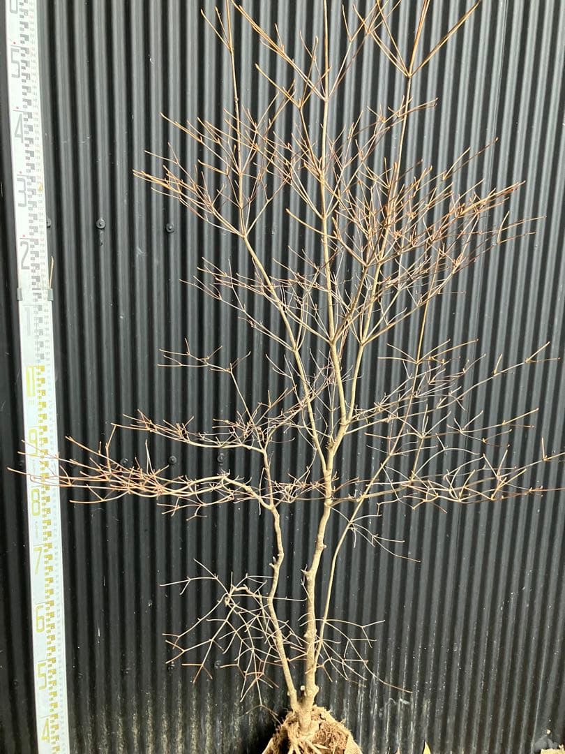 山採り　ドウダンツツジ