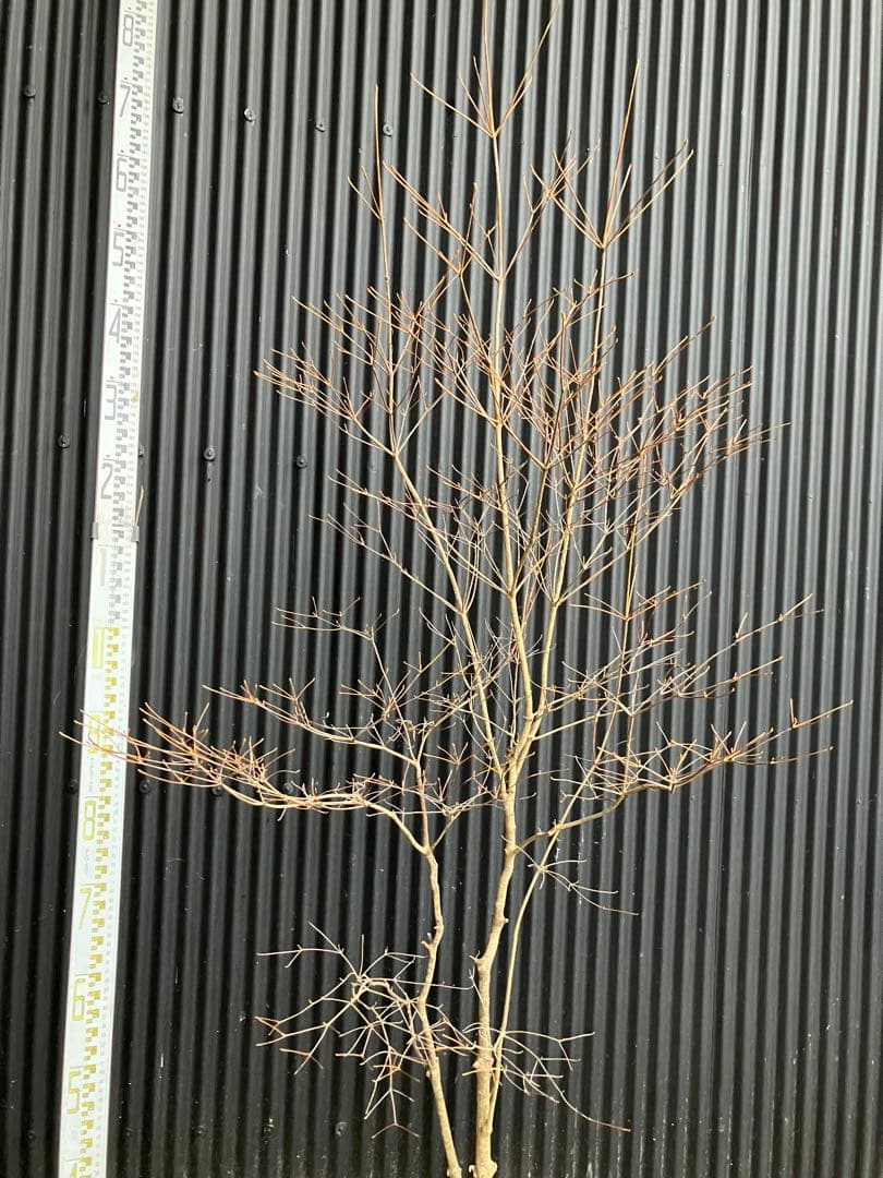 山採り　ドウダンツツジ