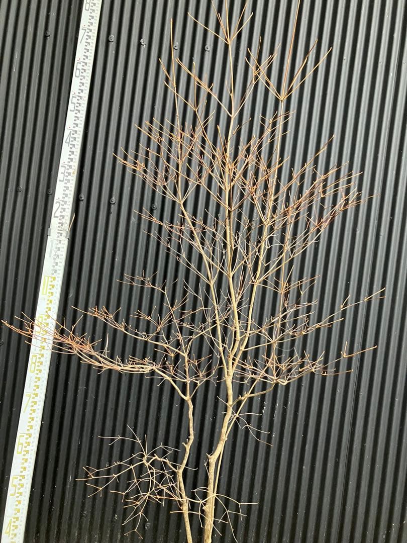 山採り　ドウダンツツジ